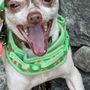 Hope Animal Rescue