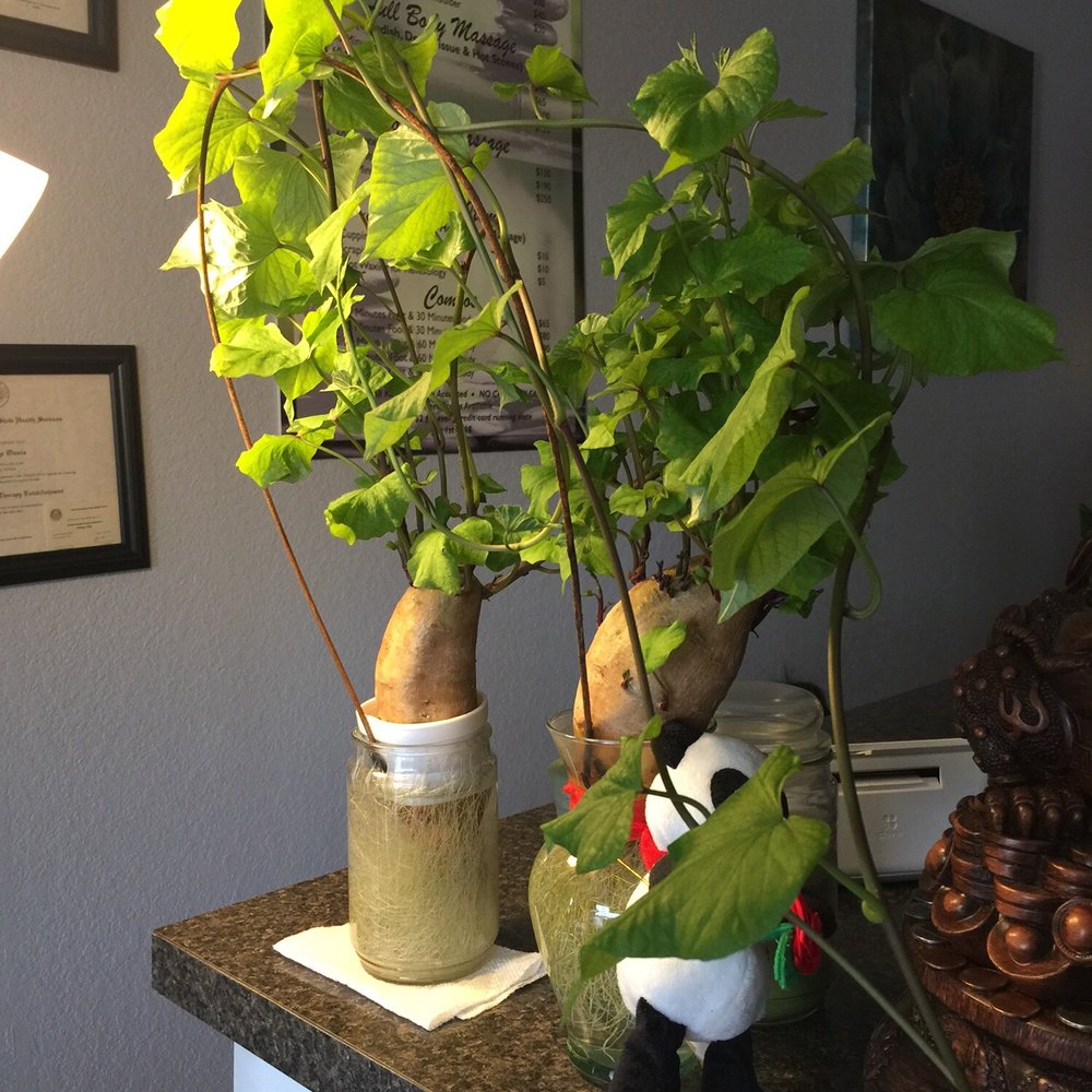 Massage Oasis - Massage Therapy Near Me - Midland, Texas Massage Oasis - Massage Therapy Near Me - Midland, Texas