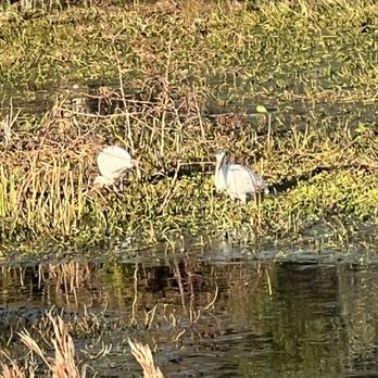 Roosevelt Wetland - White Ibis - Parks Near Me - Clearwater, Florida
