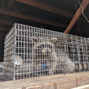 Hall's Wildlife Control - Raccoon trapping - Wildlife Control Near Me - Suffolk, Virginia Hall's Wildlife Control - Raccoon trapping - Wildlife Control Near Me - Suffolk, Virginia