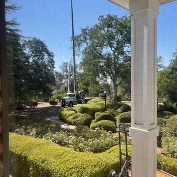 Redding Tree Service - The image shows a landscaped garden area with neatly trimmed bushes, flowering plants, and mature trees. A sidewalk runs through the garden, and there are parked vehicles, including trucks, in the background. The scene is viewed through a window with a screen, and part of a porch or entryway with a brick step and a walker is visible in the foreground. The sky is clear and blue, indicating a sunny day. - Tree Services Near Me - Redding, California