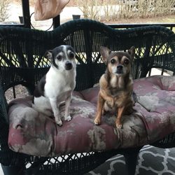 Grace Veterinary Services - Chloe and Roxy