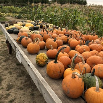 Knapton's - Raspberries Pumpkins & Orchard - Fruits & Veggies Near Me - Rockford, Minnesota Knapton's - Raspberries Pumpkins & Orchard - Fruits & Veggies Near Me - Rockford, Minnesota