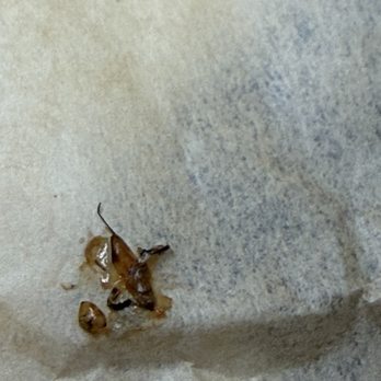 Noah's NY Bagels - Zoomed in squished roach - Bagels Near Me - Pleasanton, California