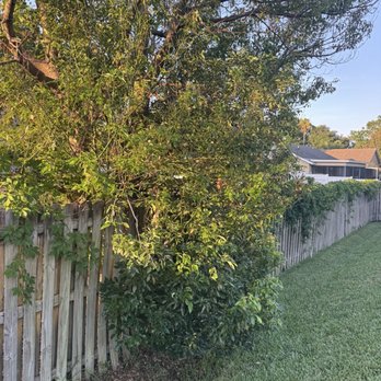 Tezna Landscaping And Trees - Before - Landscaping Near Me - Valrico, Florida Tezna Landscaping And Trees - Before - Landscaping Near Me - Valrico, Florida
