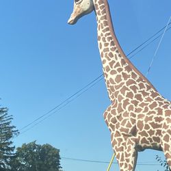 The Big Giraffe