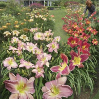 Mary Ahern Artist - Pat's Passion by the Artist, Mary Ahern - Commissioned Artists Near Me Mary Ahern Artist - Pat's Passion by the Artist, Mary Ahern - Commissioned Artists Near Me