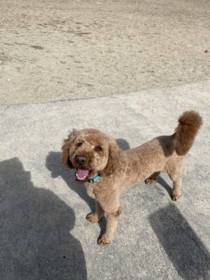 Boise Dog Barber Shop