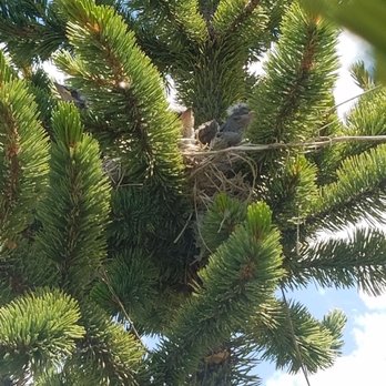 Animal Ark - Baby birds in nest waiting for mommy.... - Zoos Near Me - Reno, Nevada