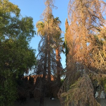 First Choice Tree Service - Before First Choice - Landscaping Near Me - Las Vegas, Nevada