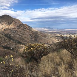 Desert blooms.