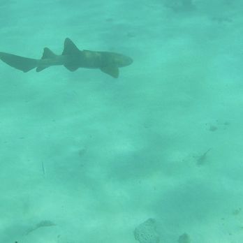 Sundance Watersports - Snorkeling Near Me - Islamorada, Florida Sundance Watersports - Snorkeling Near Me - Islamorada, Florida