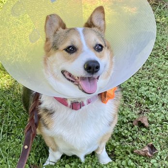 Nationwide Pet Insurance - Pet Insurance Near Me - Brea, California Nationwide Pet Insurance - Pet Insurance Near Me - Brea, California