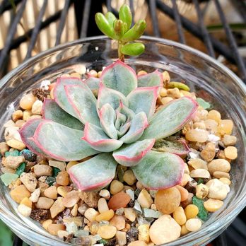 Francis's Cactus Succulents - I bought this one for $6 - Nurseries & Gardening Near Me - Los Angeles, California Francis's Cactus Succulents - I bought this one for $6 - Nurseries & Gardening Near Me - Los Angeles, California