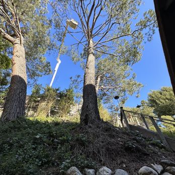 Thrifty Tree Service - Tree Services Near Me - Tarzana, California Thrifty Tree Service - Tree Services Near Me - Tarzana, California