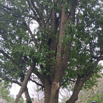 Alvarado Tree Services - Tree Services Near Me Alvarado Tree Services - Tree Services Near Me