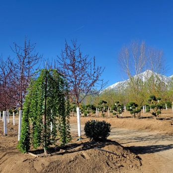 Mountain View Tree Farm - Weeping fountain cherry - Nurseries & Gardening Near Me - Gardnerville, Nevada Mountain View Tree Farm - Weeping fountain cherry - Nurseries & Gardening Near Me - Gardnerville, Nevada