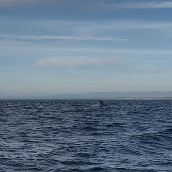 Gone Whale Watching - Gray whale waving goodbye! - Whale Watching Tours Near Me - San Diego, California Gone Whale Watching - Gray whale waving goodbye! - Whale Watching Tours Near Me - San Diego, California