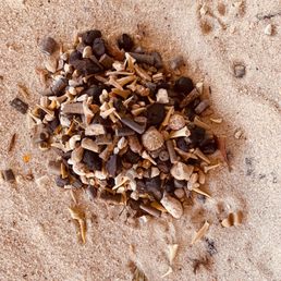 Fossil Dig