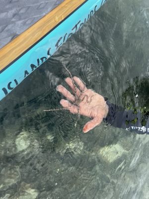 Virgin Islands Ecotours - St. Thomas by null