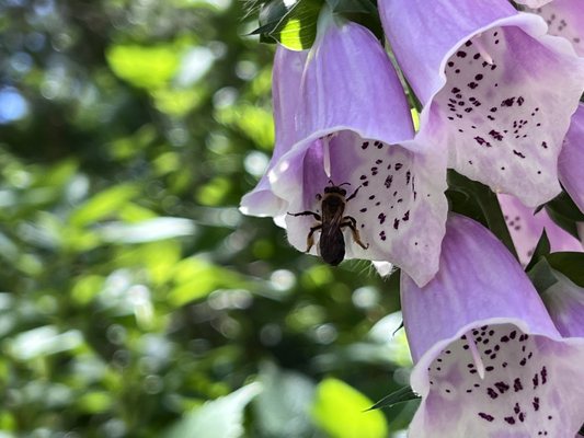 Cape Fear Botanical Garden by null