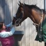 Mid-Hudson Veterinary Practice