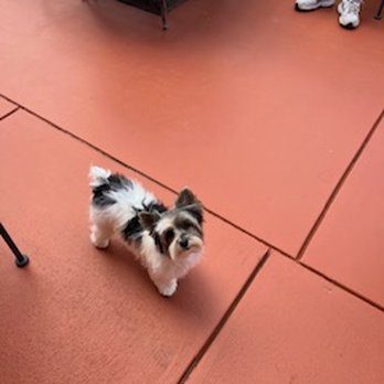 Diamond in the Ruff - Pet Groomers Near Me - Jamestown, California