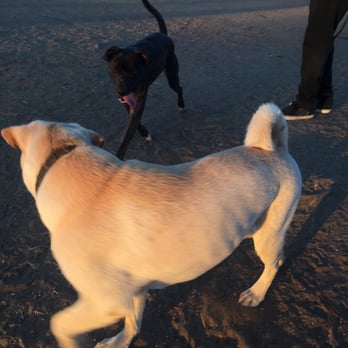 Kearny Mesa Dog Park - Swag walk. - Dog Parks Near Me - San Diego, California Kearny Mesa Dog Park - Swag walk. - Dog Parks Near Me - San Diego, California