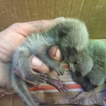 Critter Getter - Spring is ALWAYS the busiest season. - Wildlife Control Near Me