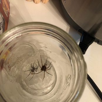 Saela Pest Control - Found in the house....Not even outside!! - Pest Control Near Me - Beaverton, Oregon Saela Pest Control - Found in the house....Not even outside!! - Pest Control Near Me - Beaverton, Oregon