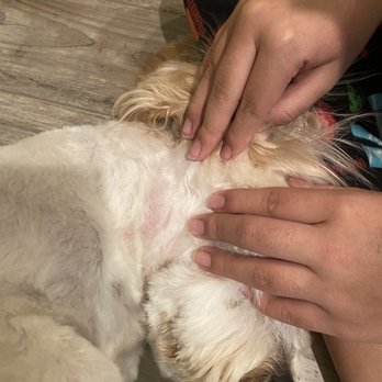 Bogart's Bone Appetit - Pet Groomers Near Me - Las Vegas, Nevada