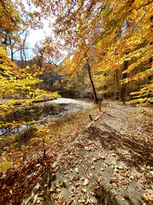 Bowman's Hill Wildflower Preserve by null