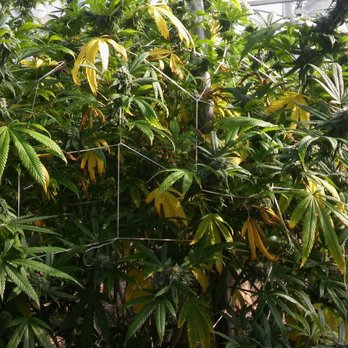 Everest Cannabis Co. - North Valley - Cannabis Clinics Near Me - Albuquerque, New Mexico Everest Cannabis Co. - North Valley - Cannabis Clinics Near Me - Albuquerque, New Mexico