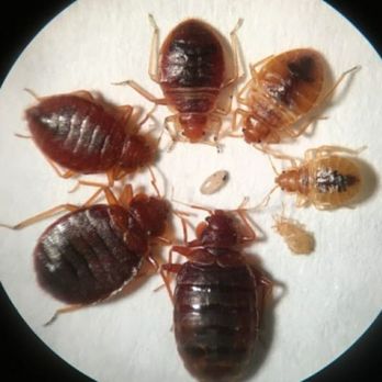 All Out Bed Bug Exterminating - Various stages of bedbugs. - Pest Control Near Me - New York, New York