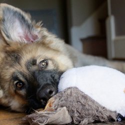 DoggyWalker - Nellie enjoying her playtime!
