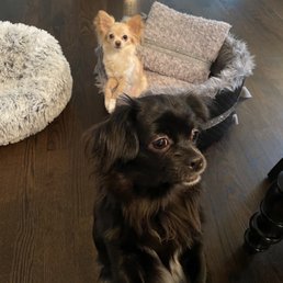 Before grooming