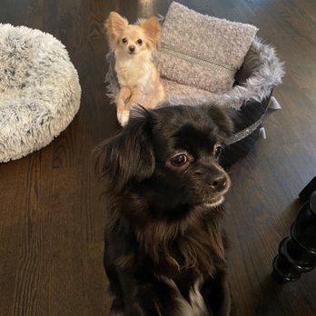 FurPets Grooming - Before grooming - Pet Groomers Near Me