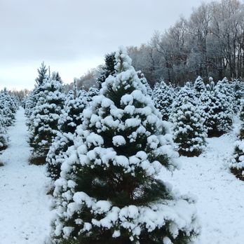 Ben's Christmas Tree Farm - Christmas Trees Near Me - Harvard, Illinois Ben's Christmas Tree Farm - Christmas Trees Near Me - Harvard, Illinois