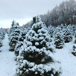 Ben's Christmas Tree Farm