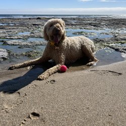 Pawsitive Energy