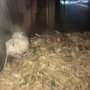 Photo of St Tammany Pet Center