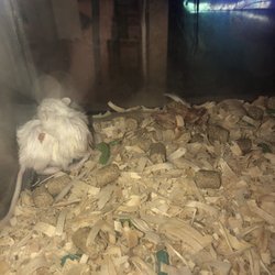 St Tammany Pet Center - Dead mouse