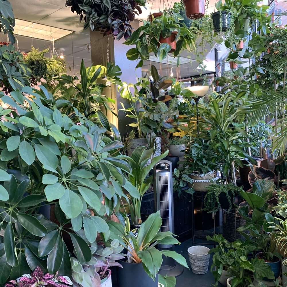 SF Plants - So many plants in the store!!! - Nurseries & Gardening Near Me - San Francisco, California SF Plants - So many plants in the store!!! - Nurseries & Gardening Near Me - San Francisco, California