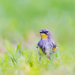 Ted Craig Regional Park - Yellow-rumped Warbler | IG @moniquedao