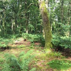 kilfane