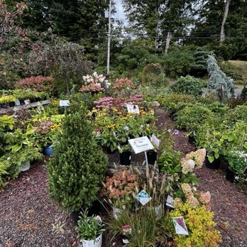 Mandy's Spring Nursery - Side yard color in shrubs - Nurseries & Gardening Near Me - Granville, New York Mandy's Spring Nursery - Side yard color in shrubs - Nurseries & Gardening Near Me - Granville, New York