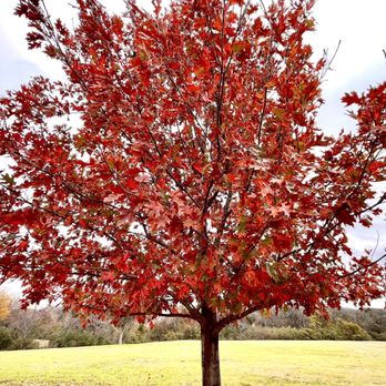 Crowley Park - Parks Near Me - Richardson, Texas