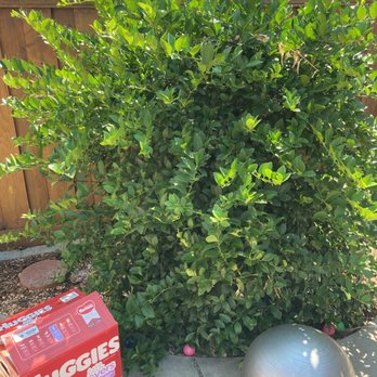 Ramirez Professional Tree Service - My lemon bush with no lemons. Or even ability to pick the one fruit it was growing. - Tree Services Near Me