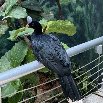 Brookfield Zoo Chicago - Hornbill - Zoos Near Me - Brookfield, Illinois