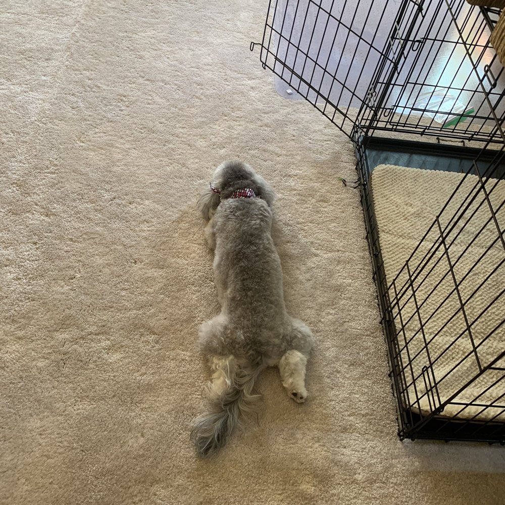 Just Great Grooming - After - Pet Groomers Near Me - Medford, Oregon Just Great Grooming - After - Pet Groomers Near Me - Medford, Oregon